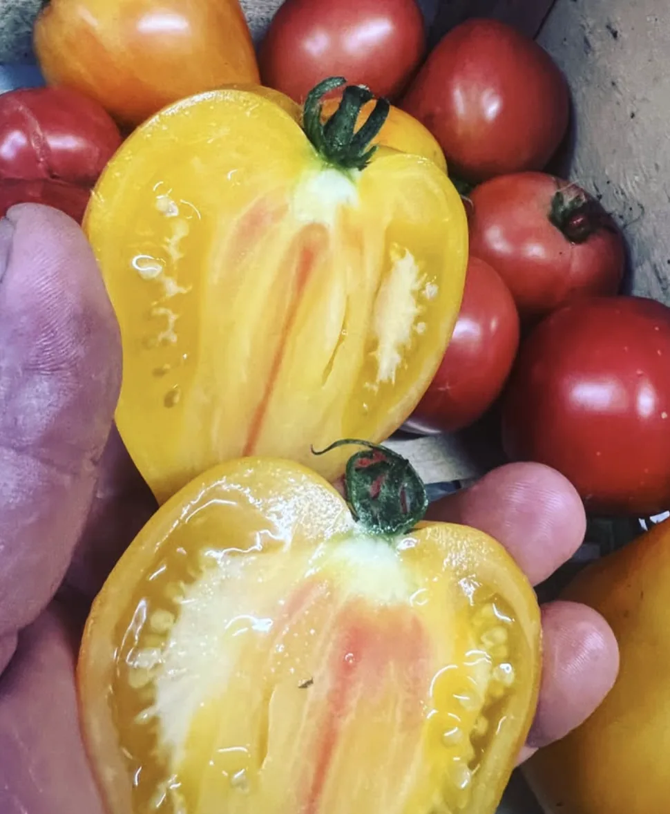 Tomates anciennes jaunes et rouges